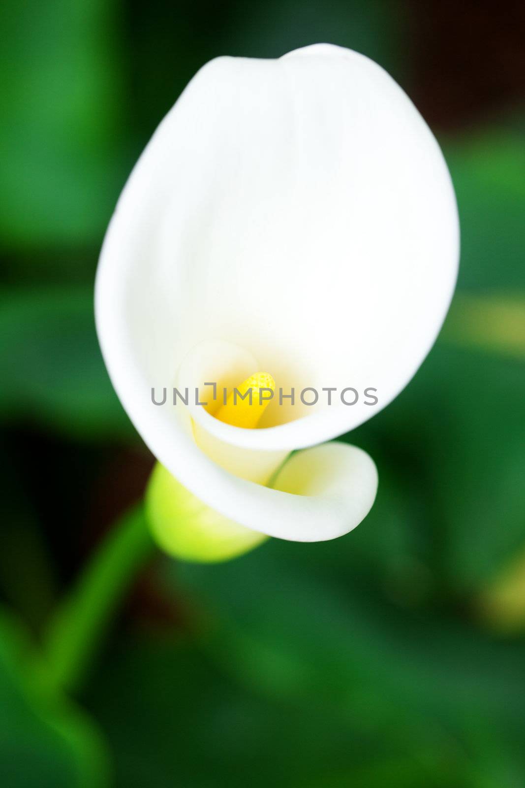  beautiful calla flower on green natural background