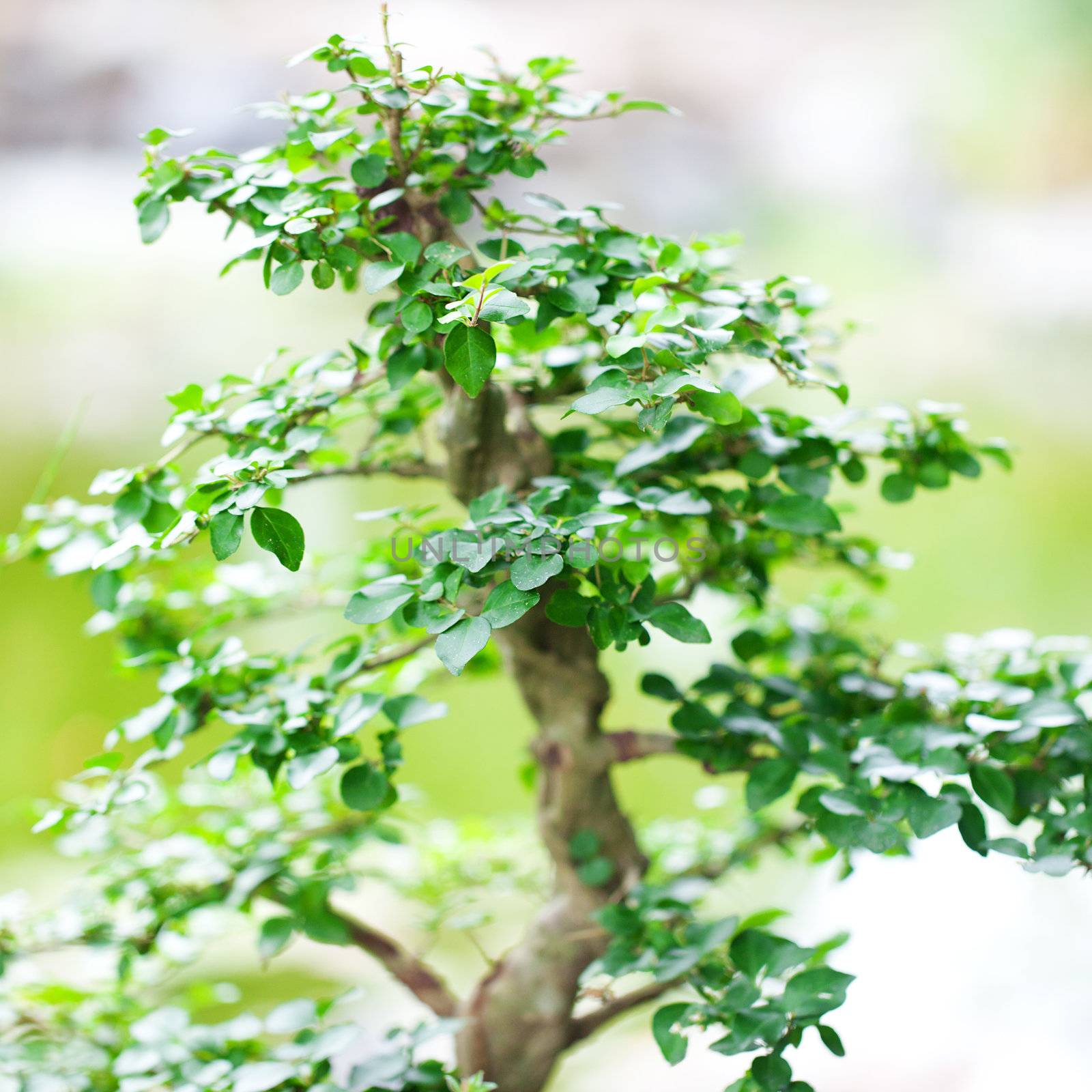 beautiful bonsai in a botanical garden by jannyjus