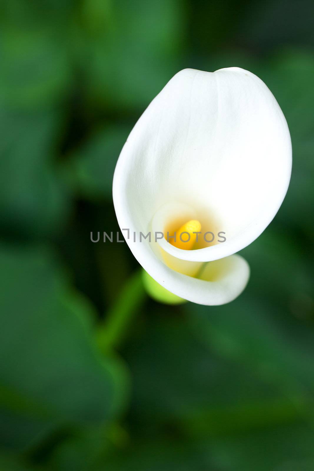  beautiful calla flower on green natural background by jannyjus