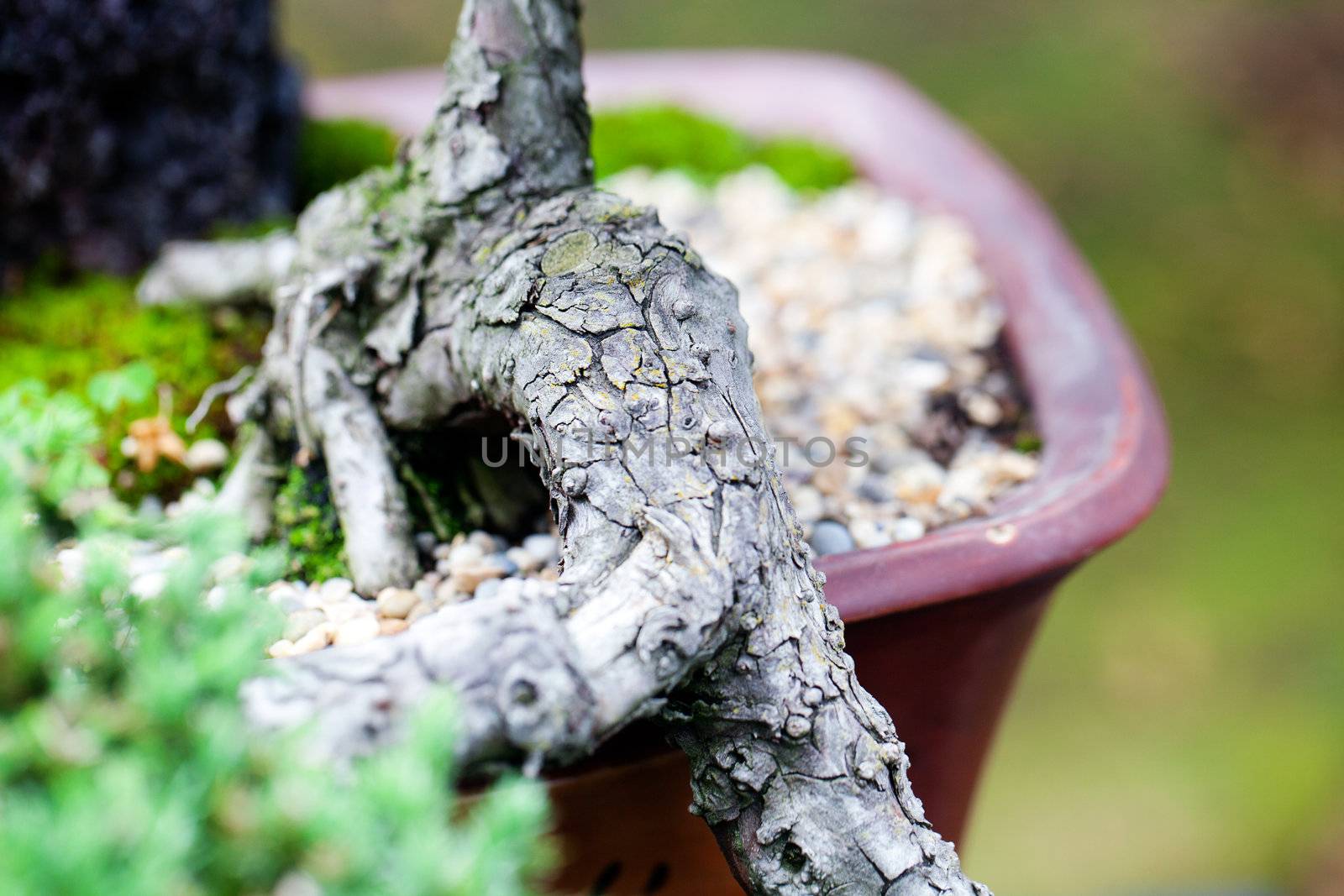 beautiful juniper bonsai  in a botanical garden