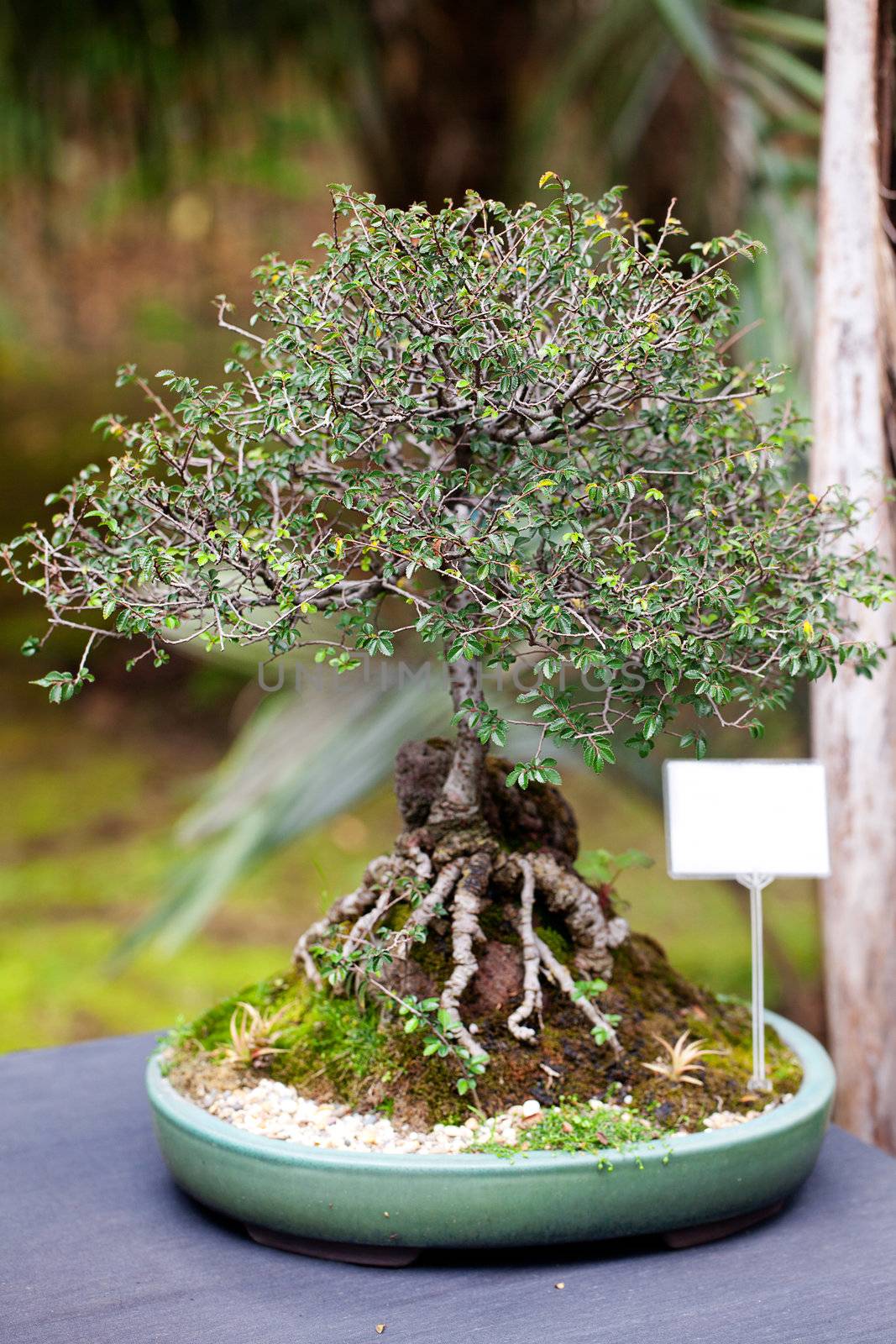 beautiful bonsai in a botanical garden by jannyjus