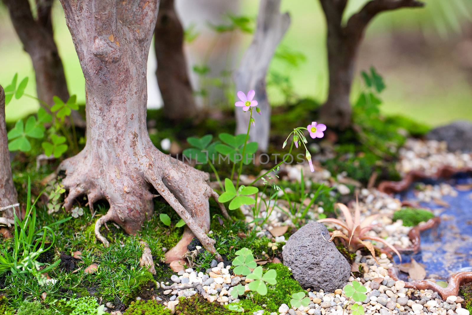 tree roots and moss