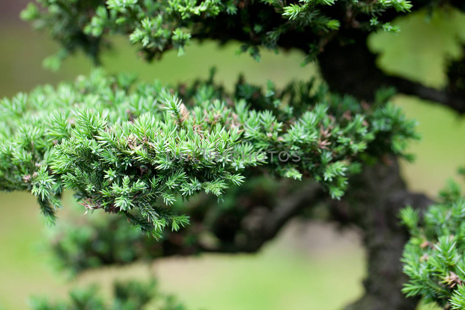 beautiful juniper bonsai  in a botanical garden