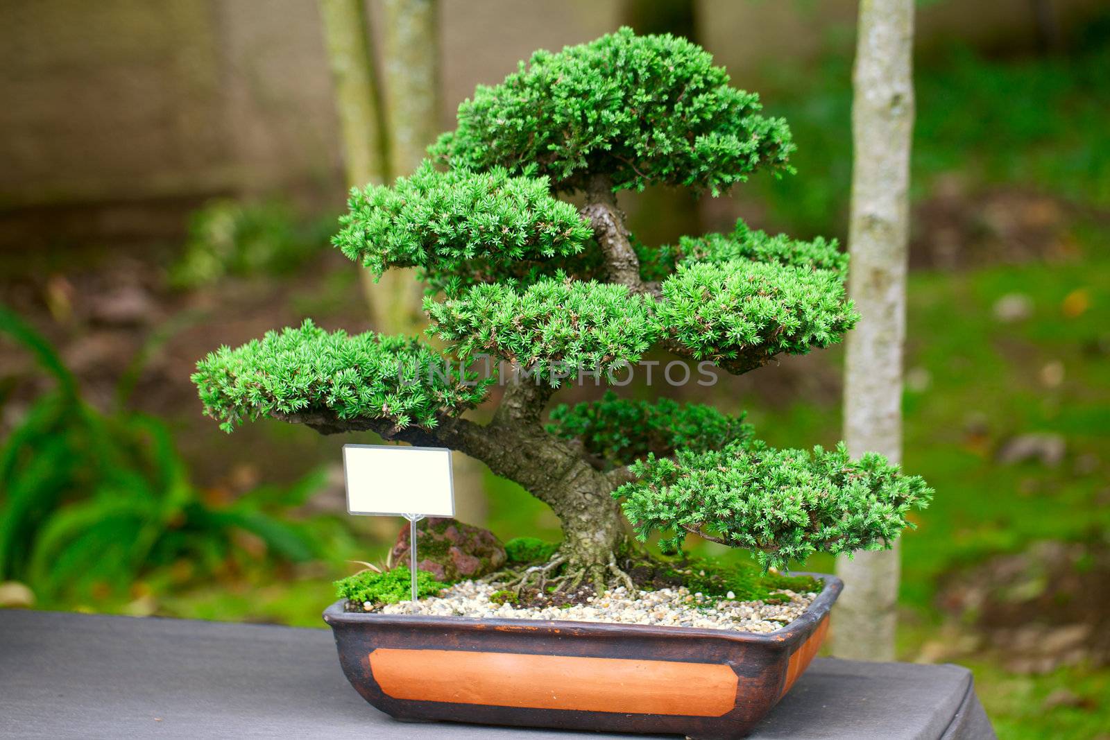 beautiful juniper bonsai  in a botanical garden