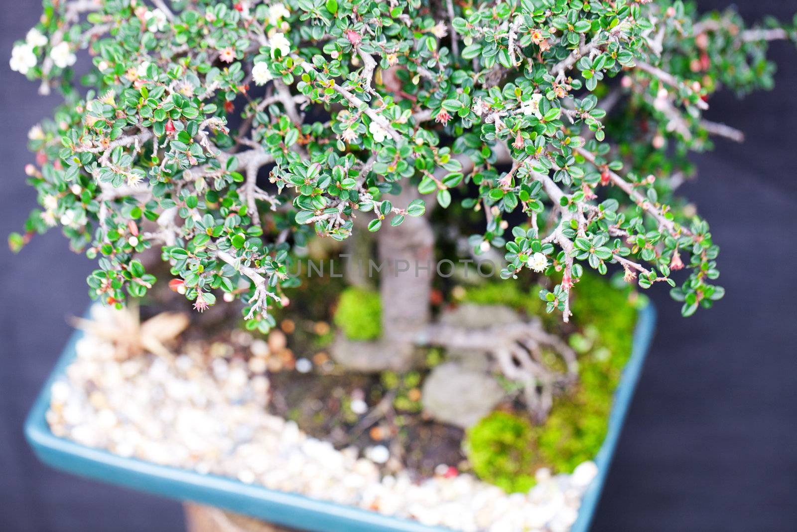 beautiful bonsai in a botanical garden