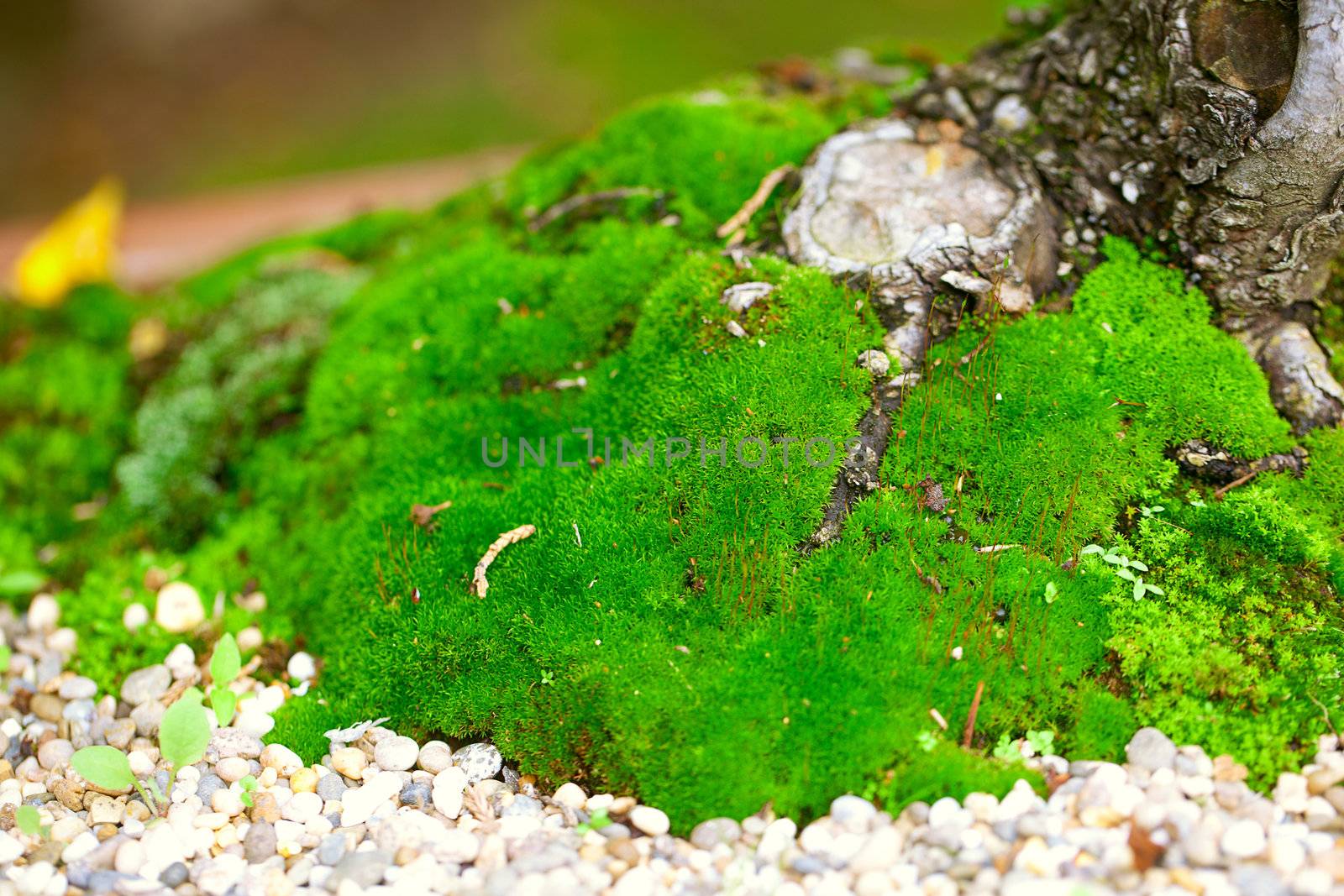 tree roots and moss