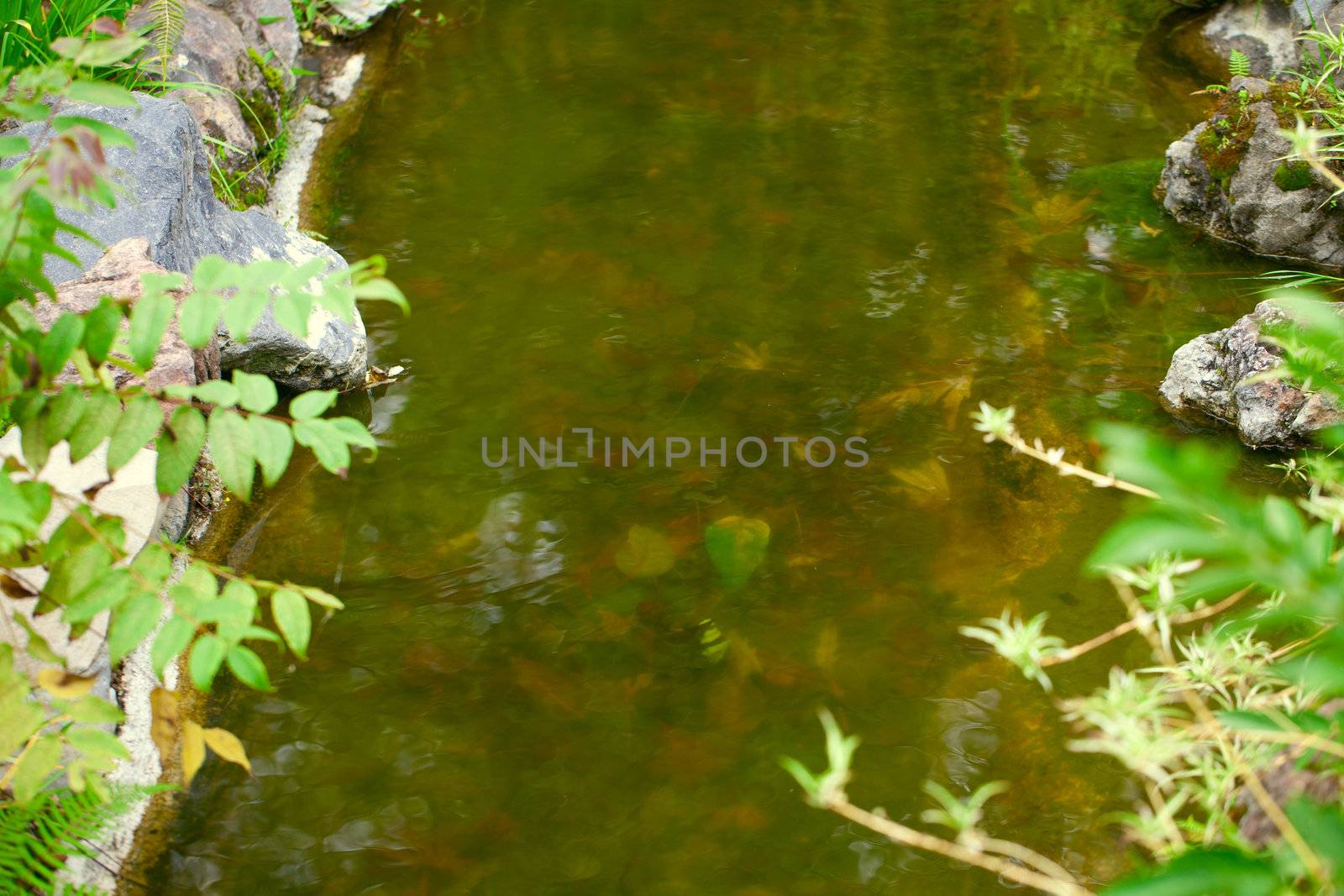 clean stream in the forest