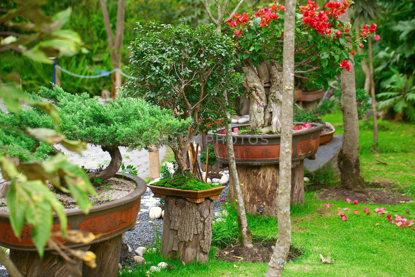 bonsais exhibition in a botanical garden