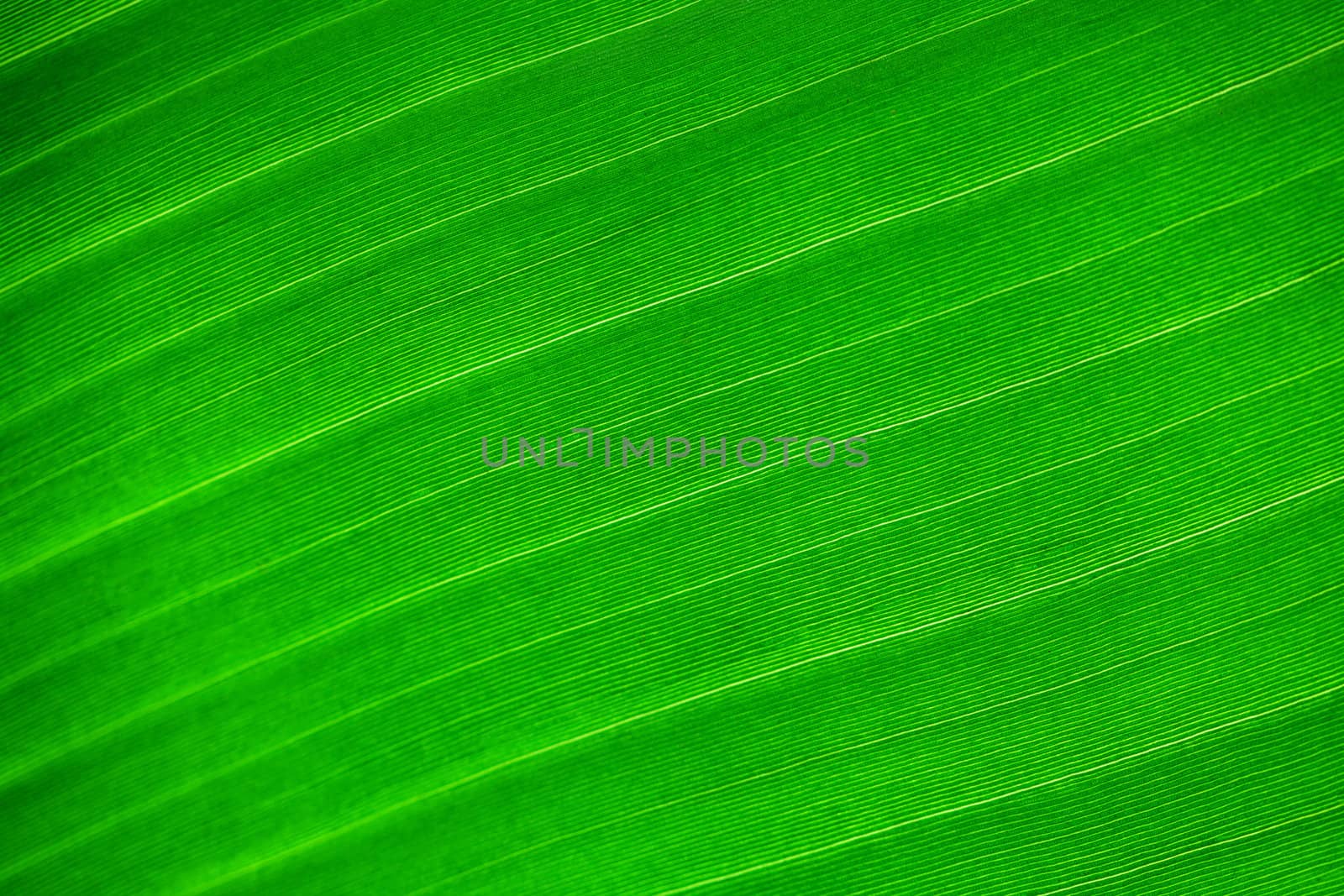 macro background of green leaf by jannyjus
