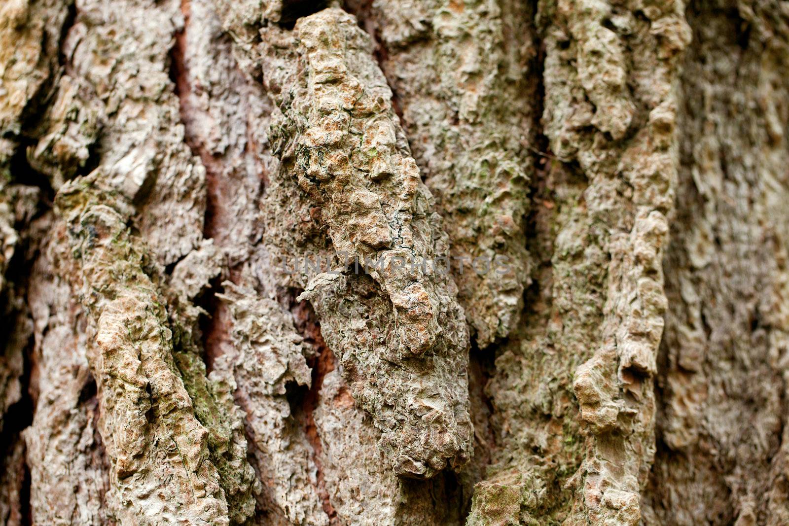 background of bark tree by jannyjus