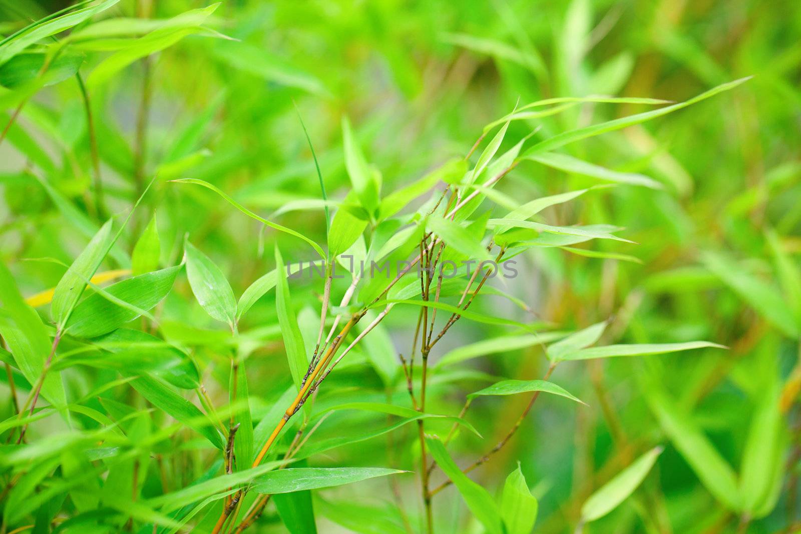 background of bamboo branch