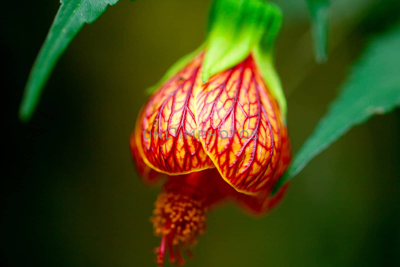 beautiful flower of abutilon close-up