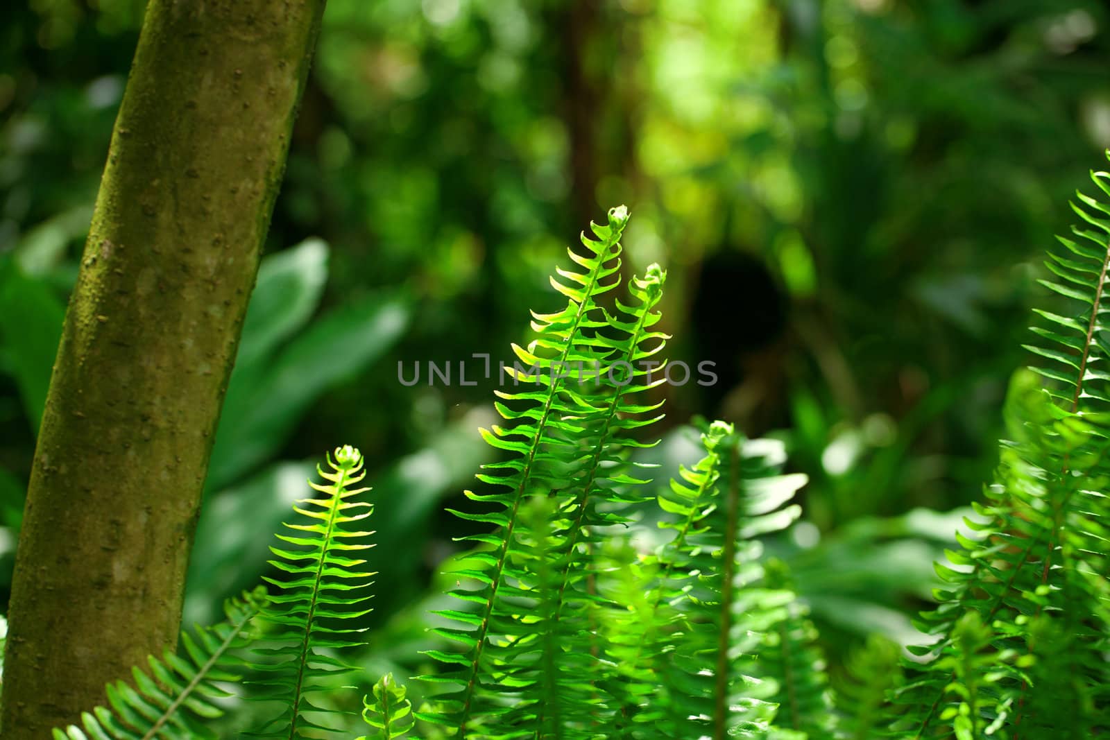 fern in the rainforest