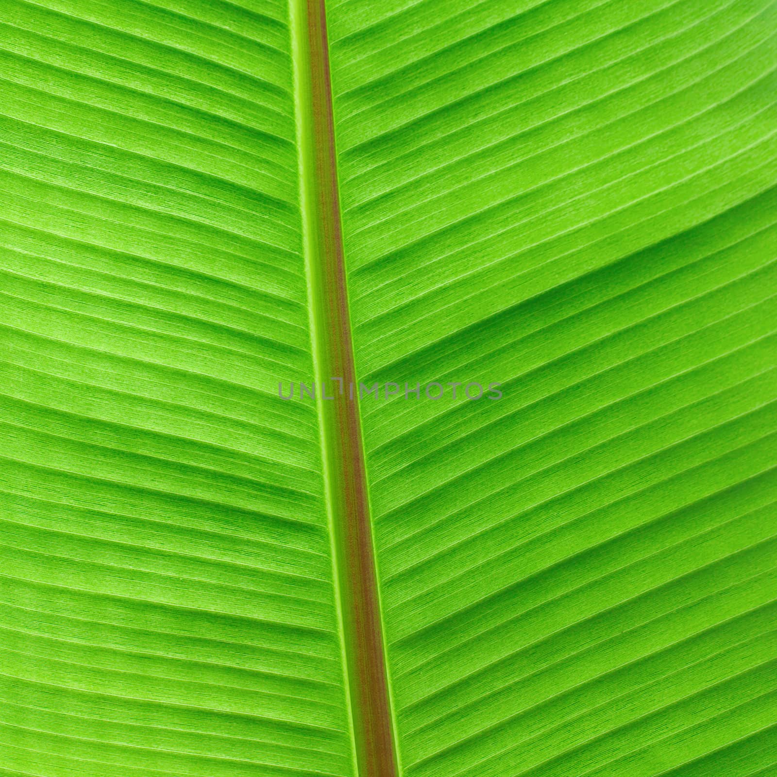macro background of green leaf