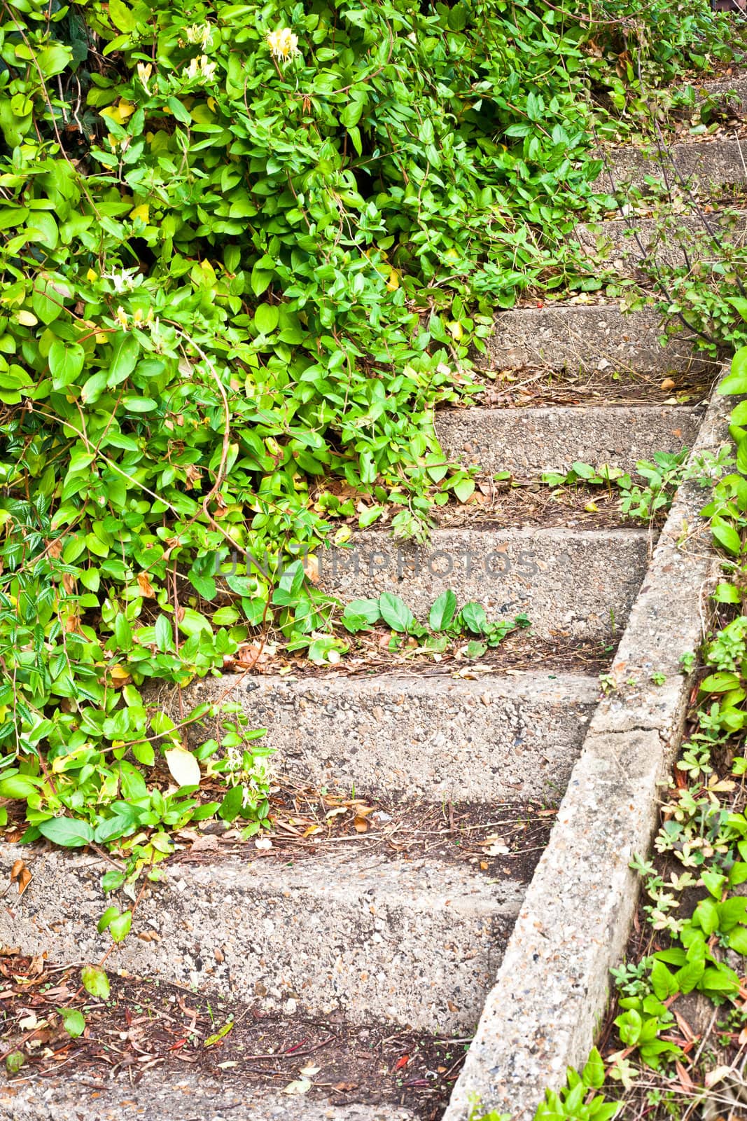 Flight of stone steps in an overgrown garden