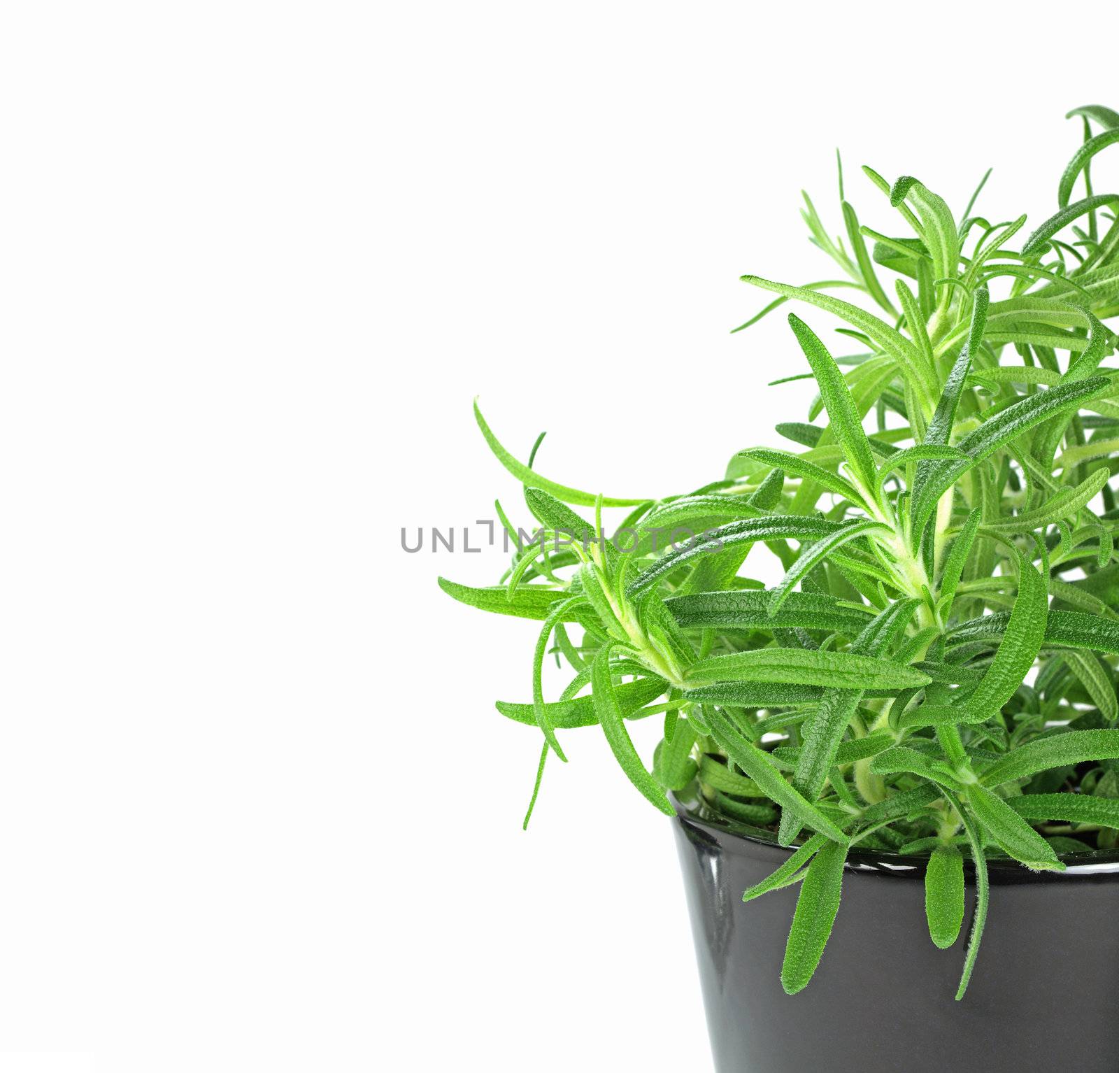 newly planted rosemary on pot on white background