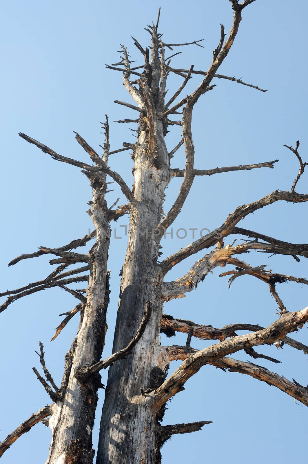 Dead tree trunks and branches against blue sky