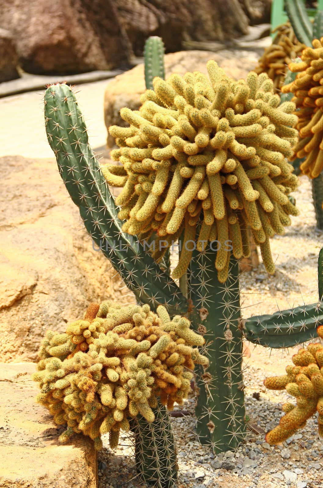 Cactus in a garden