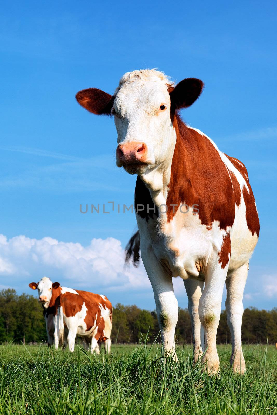 cow and field of fresh grass 