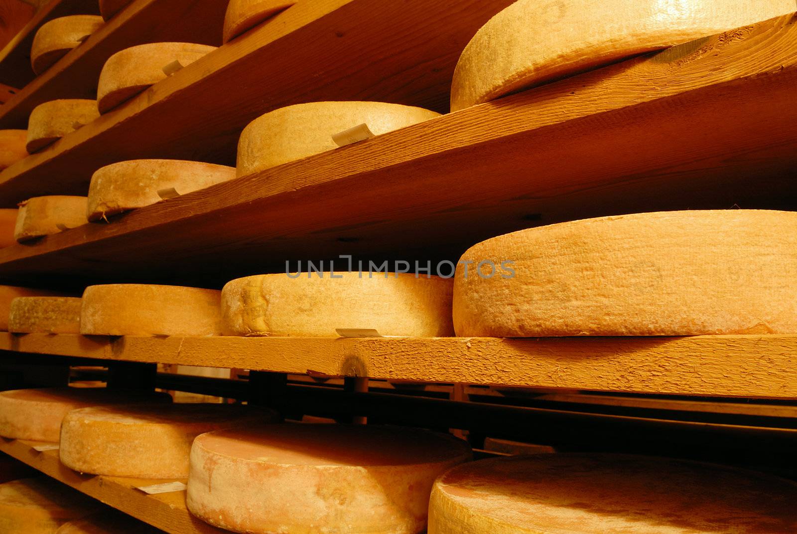 Vacherin Fribourgeois, switzerland cheese in a traditional cellar
