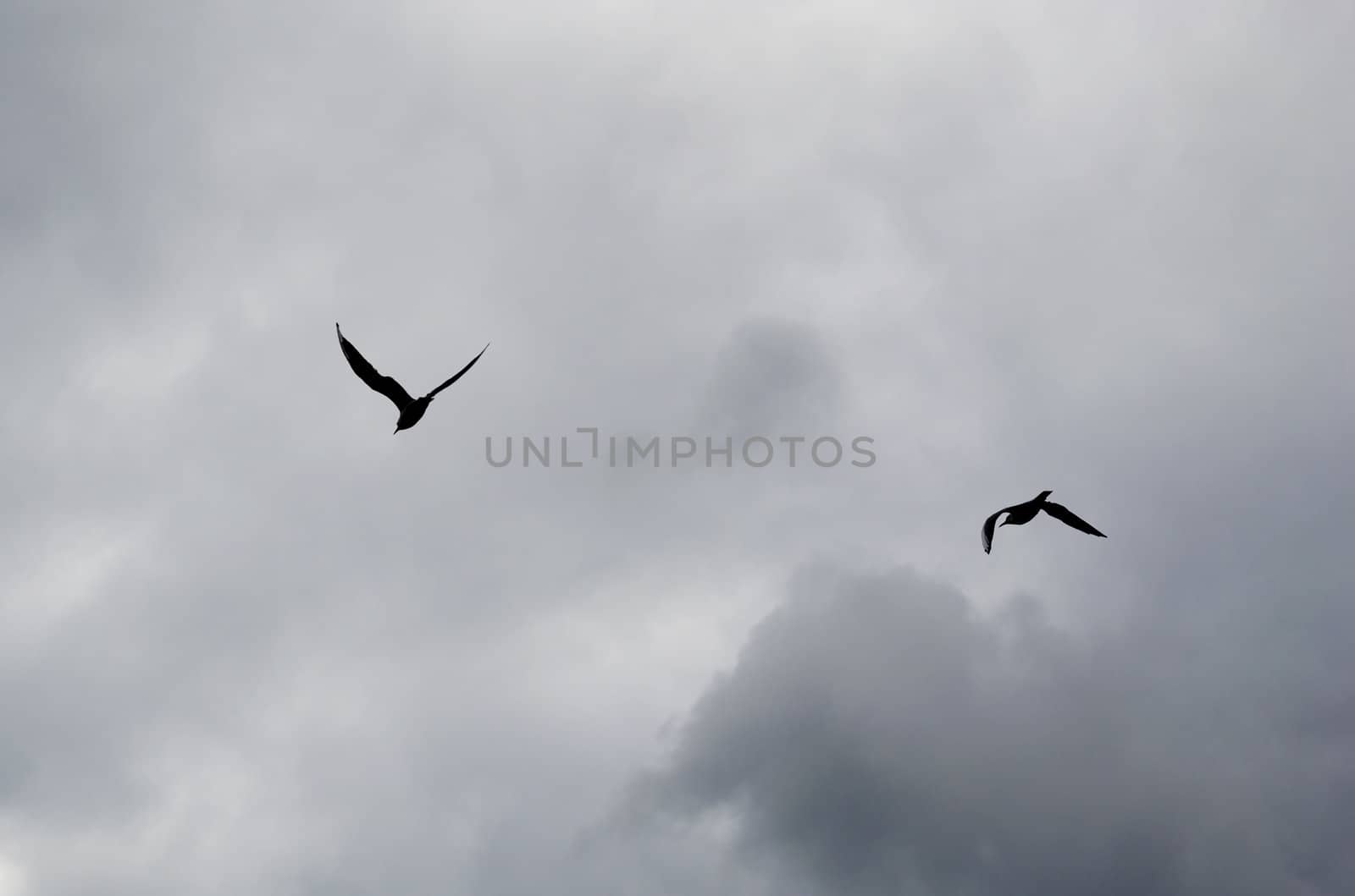 Silhouettes of seagulls on a dark and cloudy sky