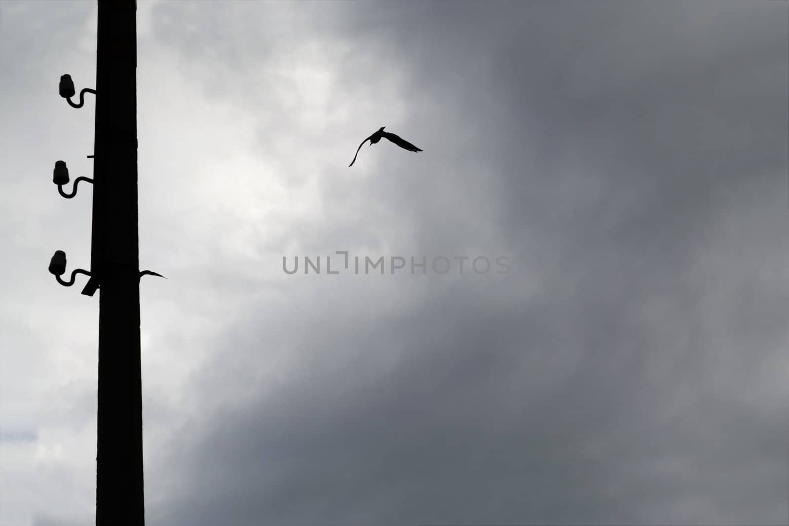 Silhouette of seagull and the power pole on a dark cloudy sky.