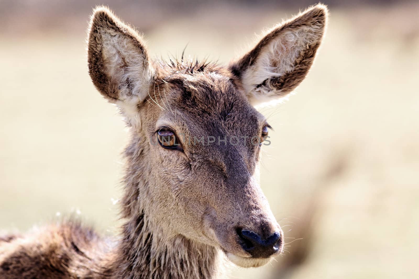 wild doe in alert in a meadow
