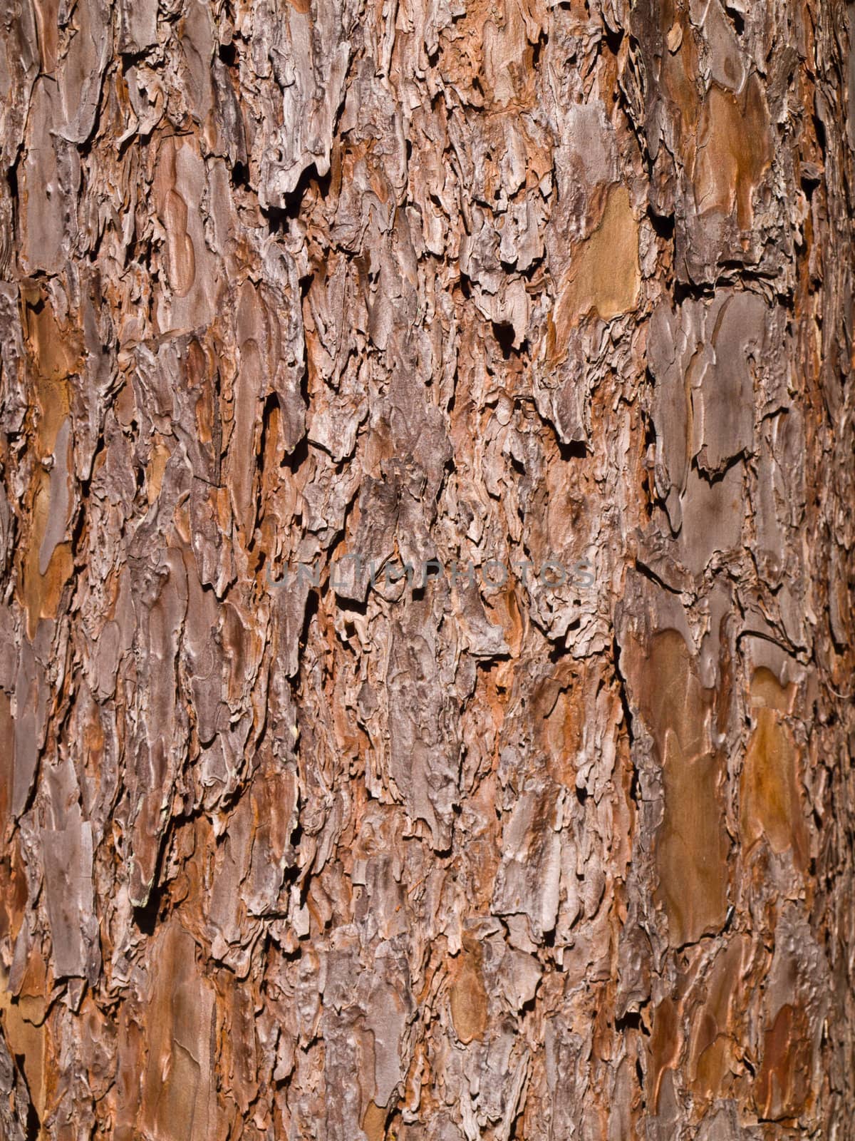 Wooden texture. Close-up view of pine tree.
