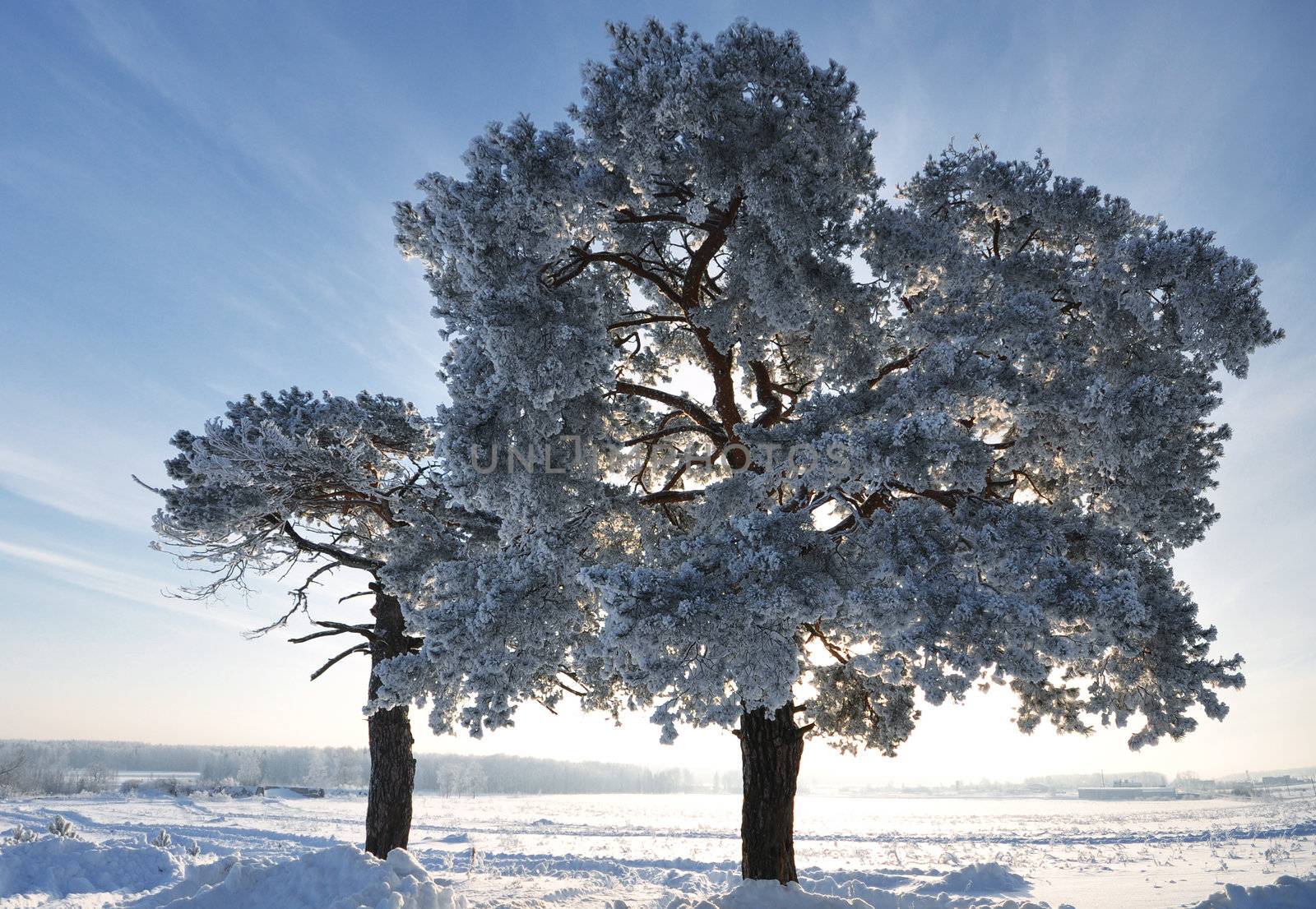 Winter fir tree on background of blue sky with clouds