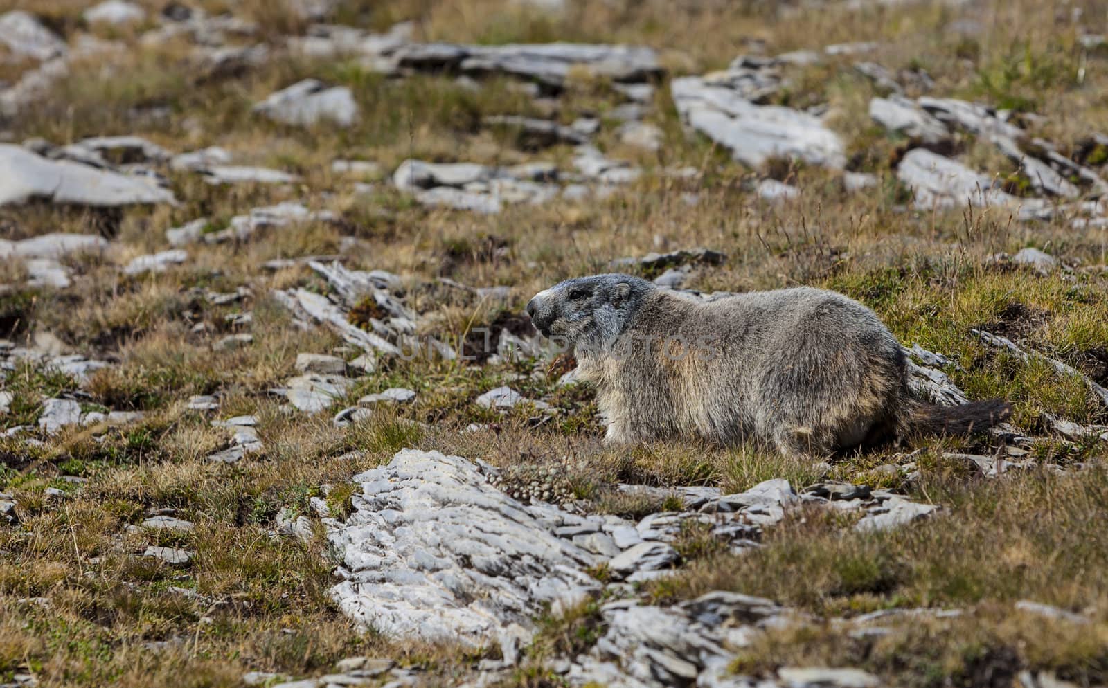 Alpine Marmot (Marmota marmota) well in the natural environment in the South French Alps.