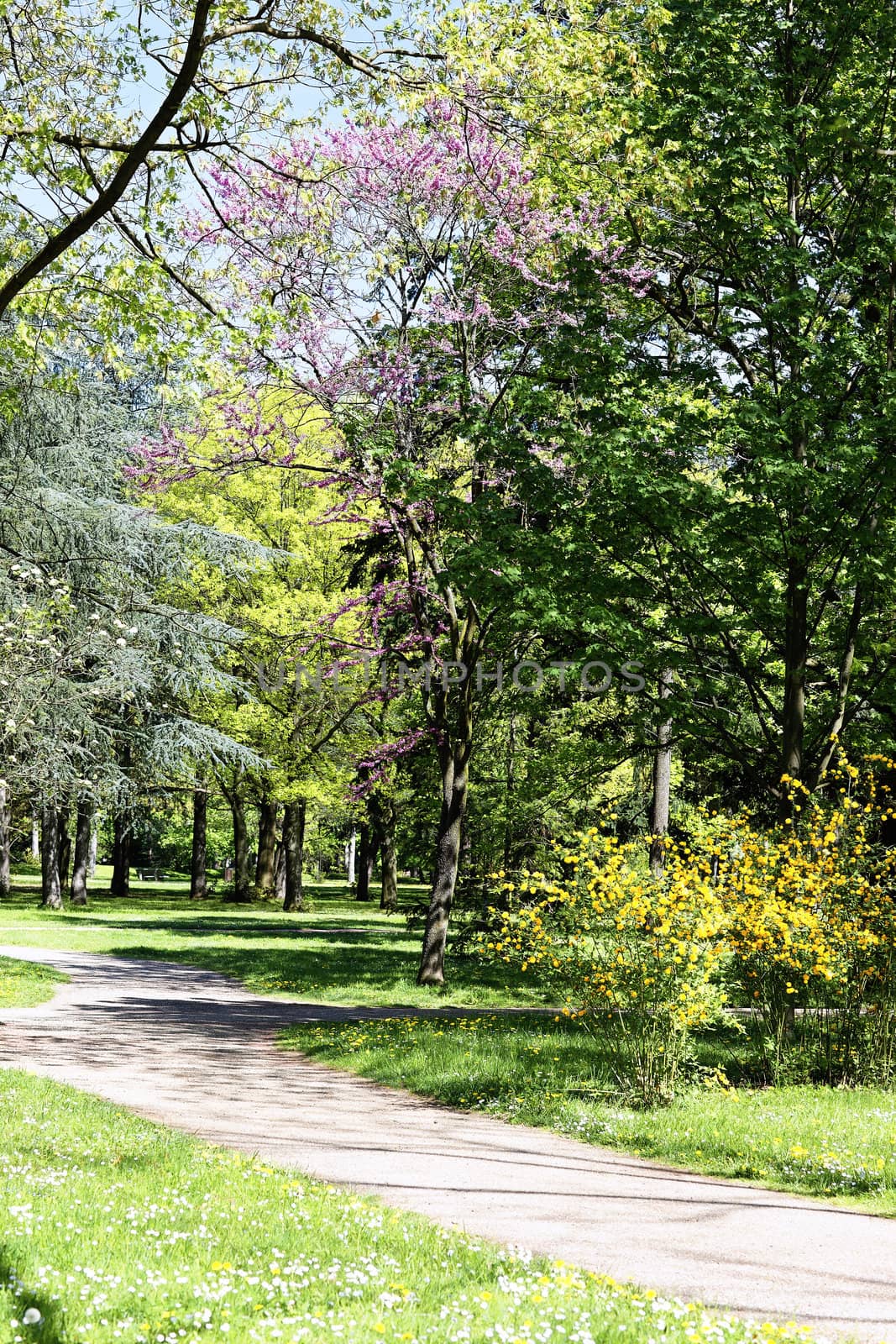 Track among the flowers in the park 