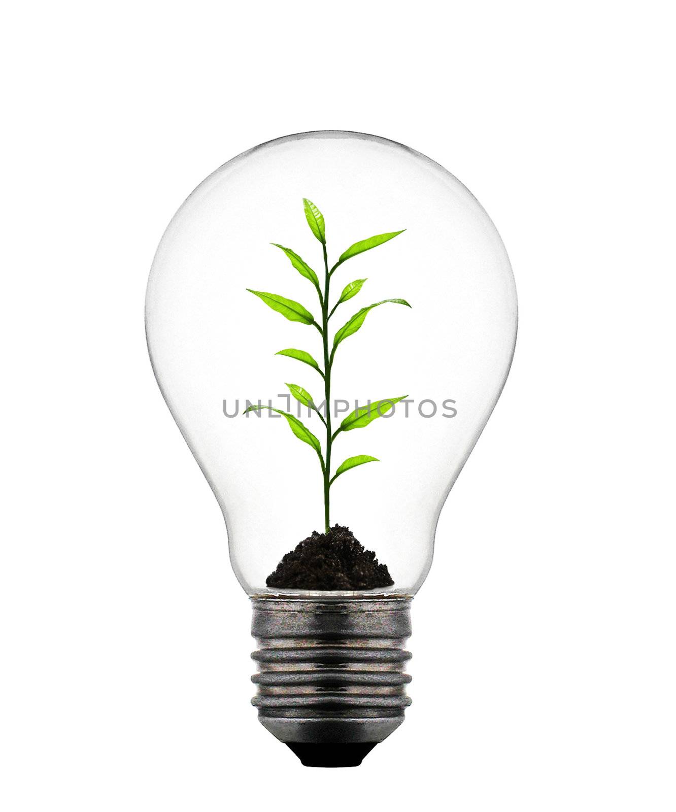 plant growing inside the light bulb