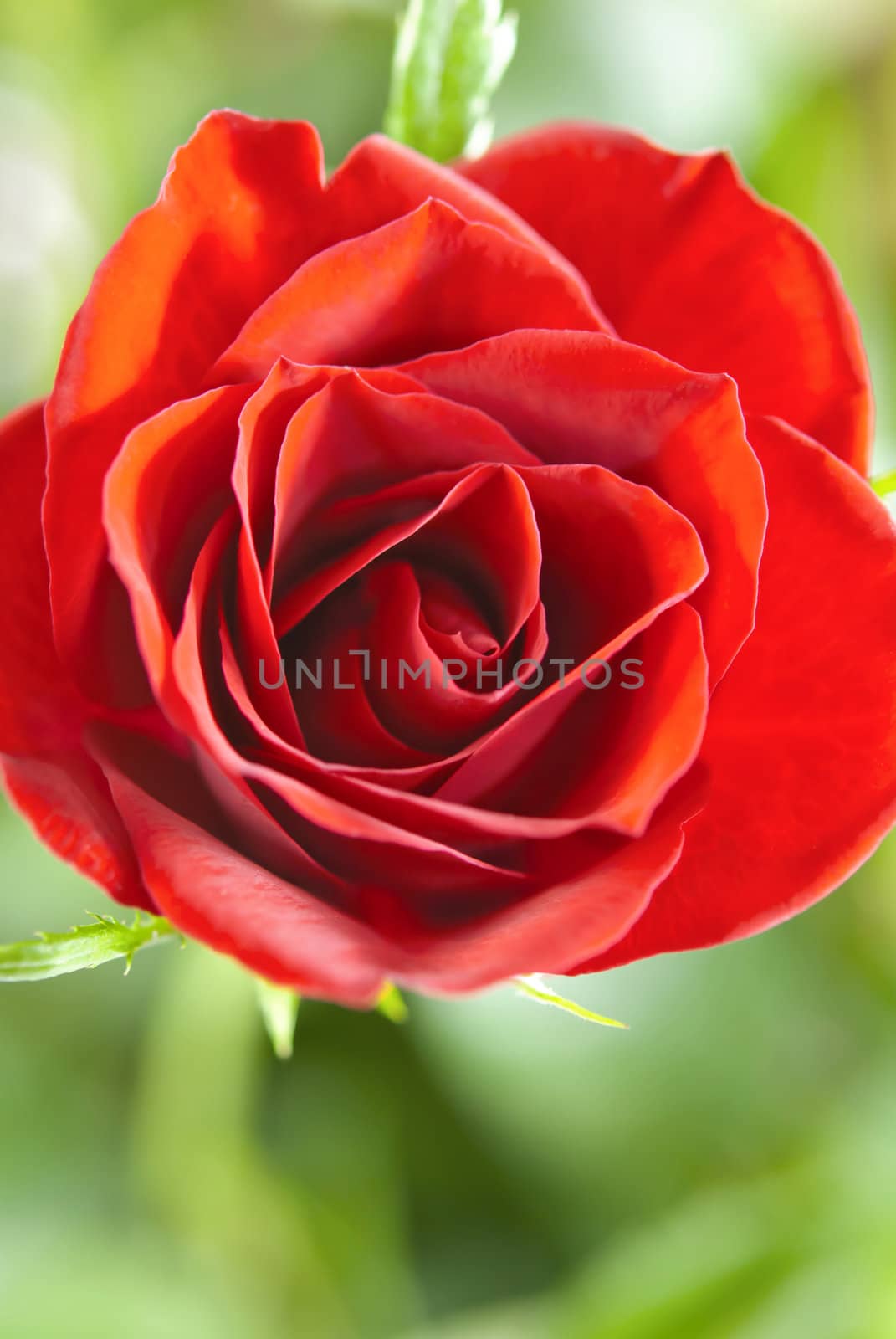 Close up of red rose on green garden background