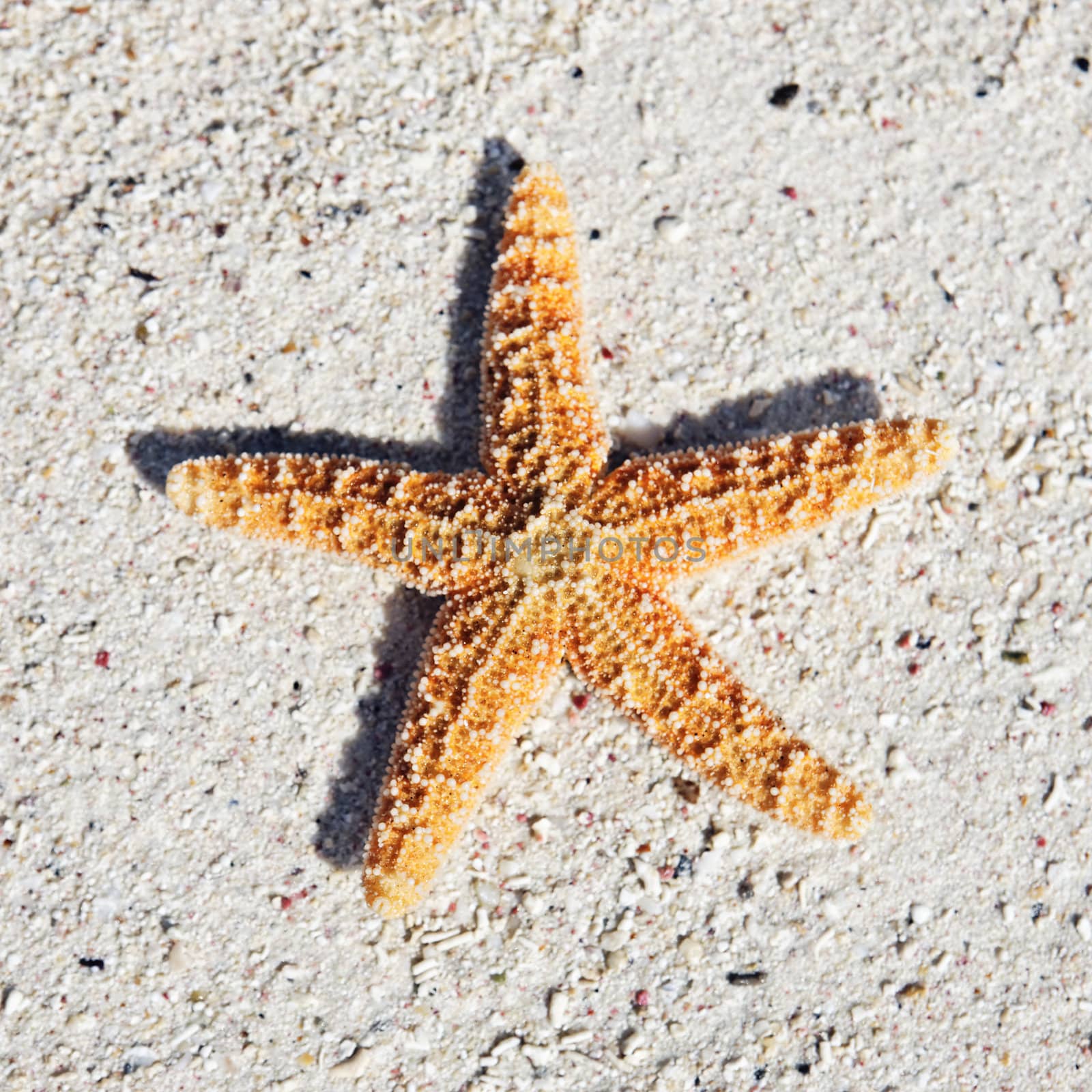orange seastar on sand on a caribbean beach