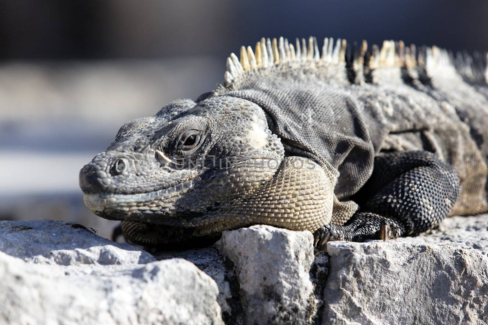 Wild iguana portrait on the rock under the sun
