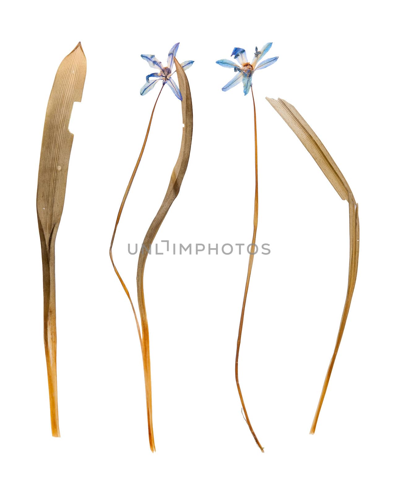 Pressed wild flowers isolated on white background