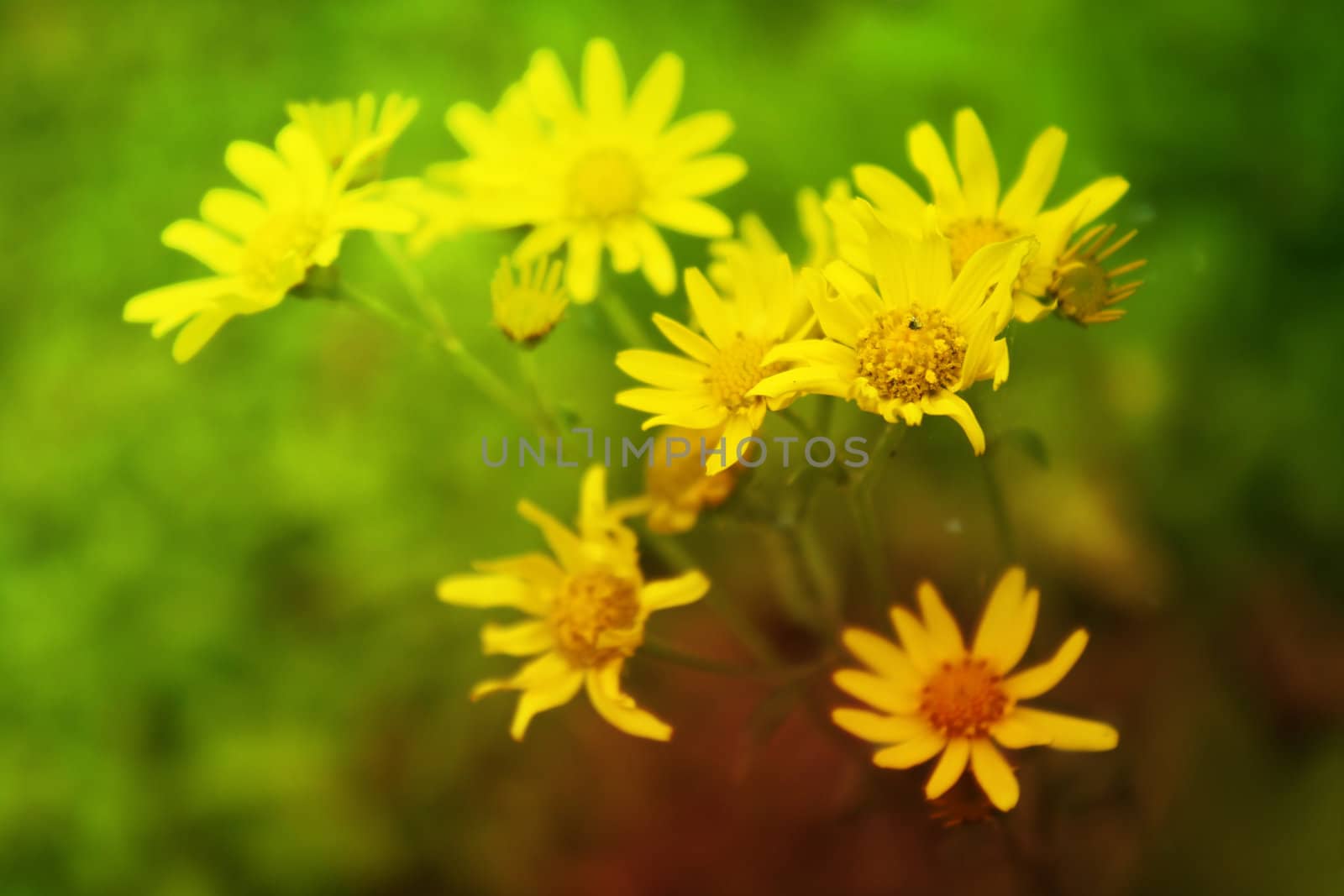 A bunch of fresh yellow flowers blooming in spring season.