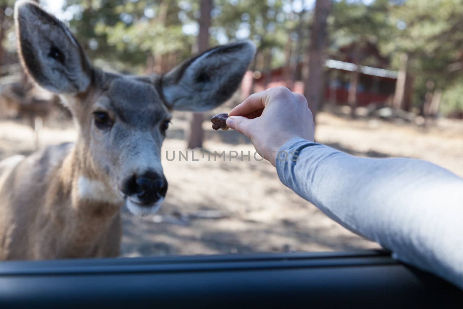 A deer approaches car and feeds from a person's hand.