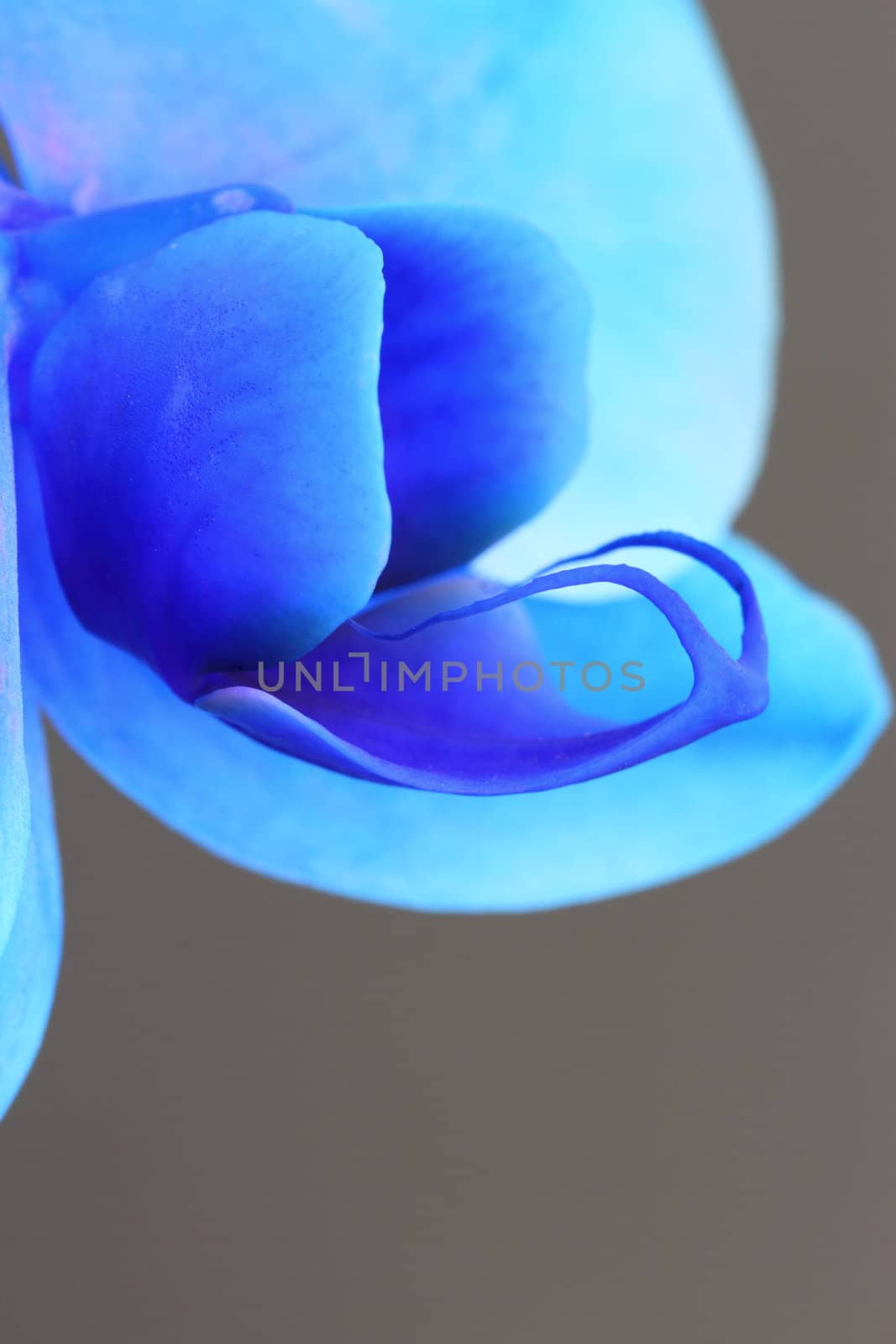 Blue Phalaenopsis Orchid