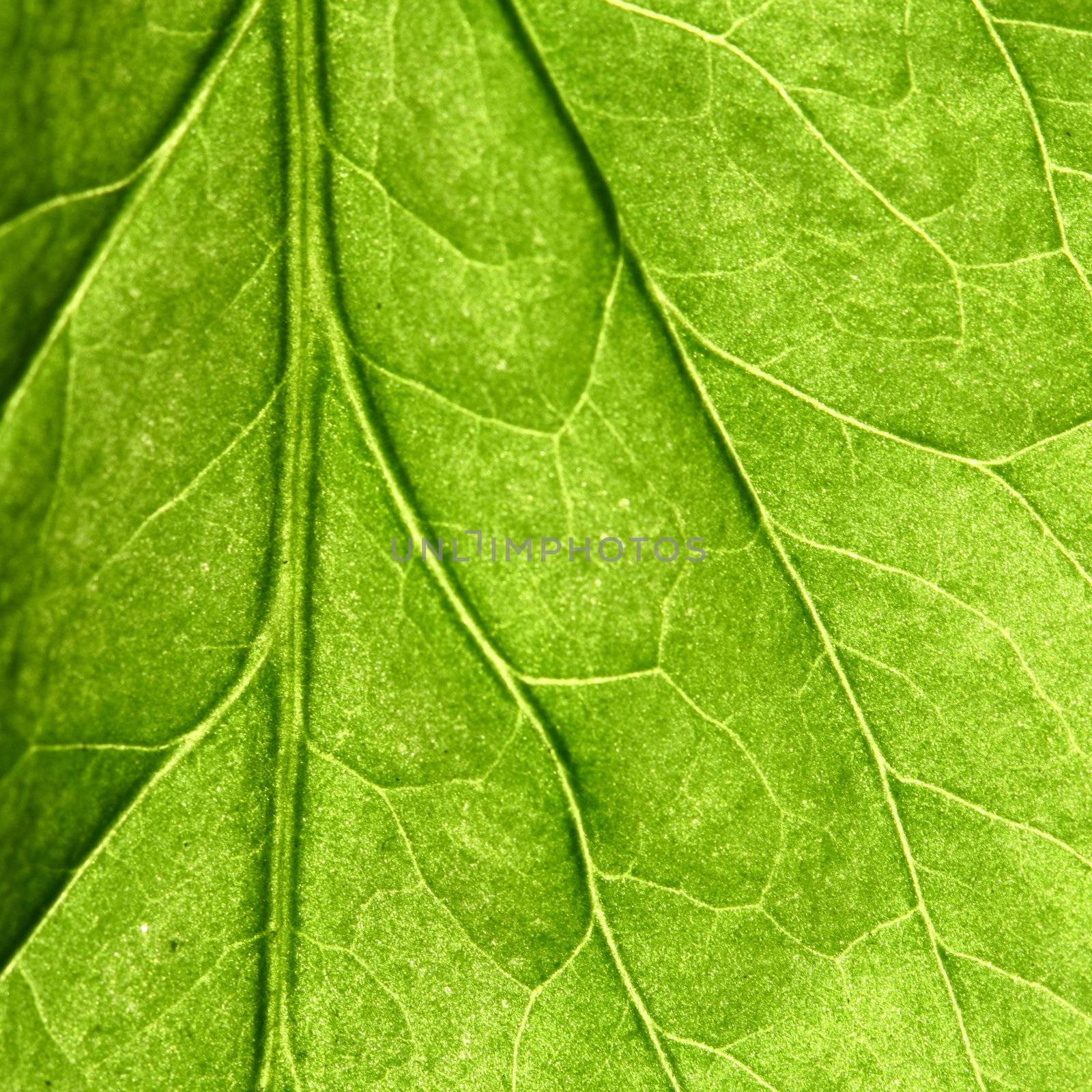 green leaf close up nature background