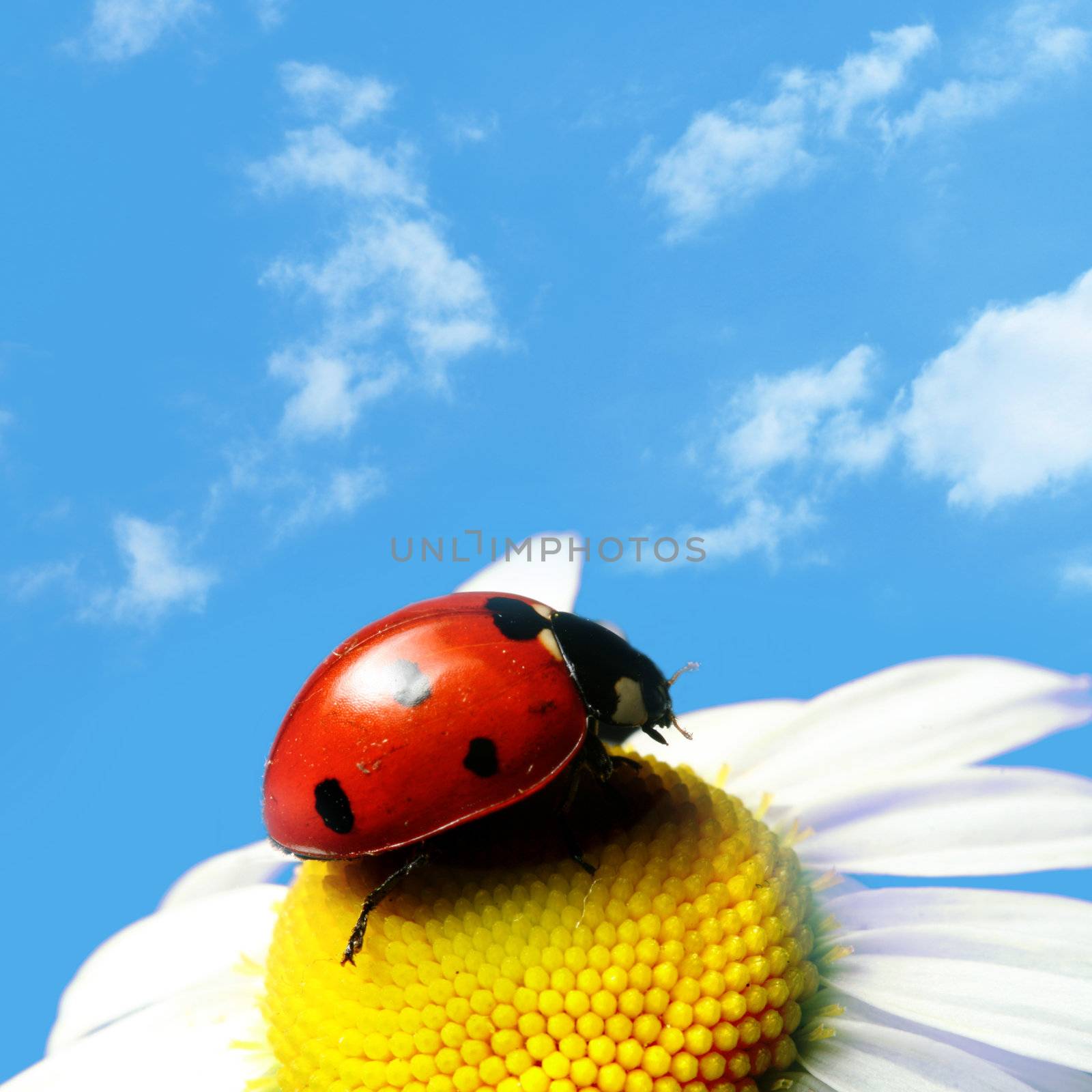 red summer ladybug on camomile under blue sky