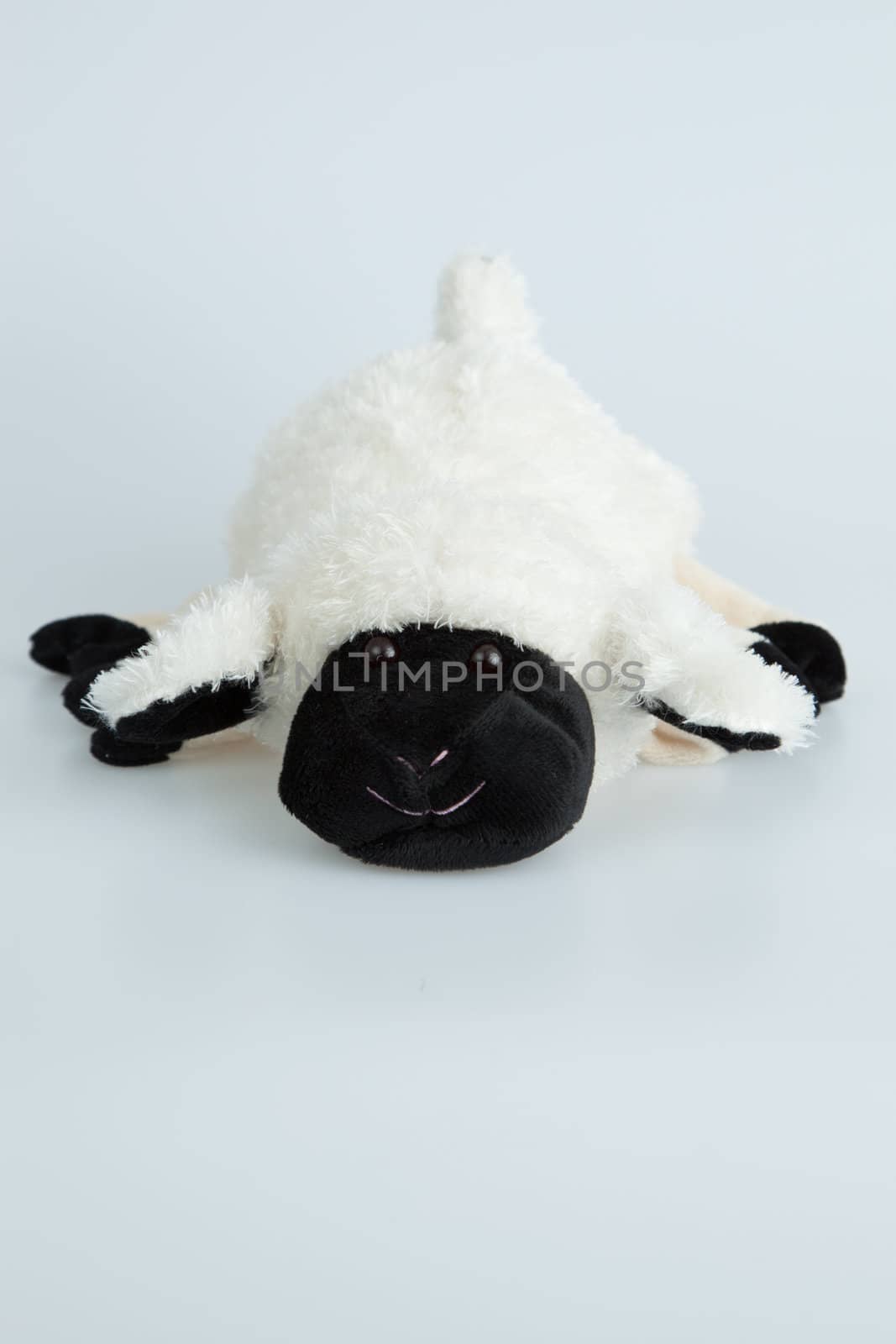 Stuffed white sheep isolated