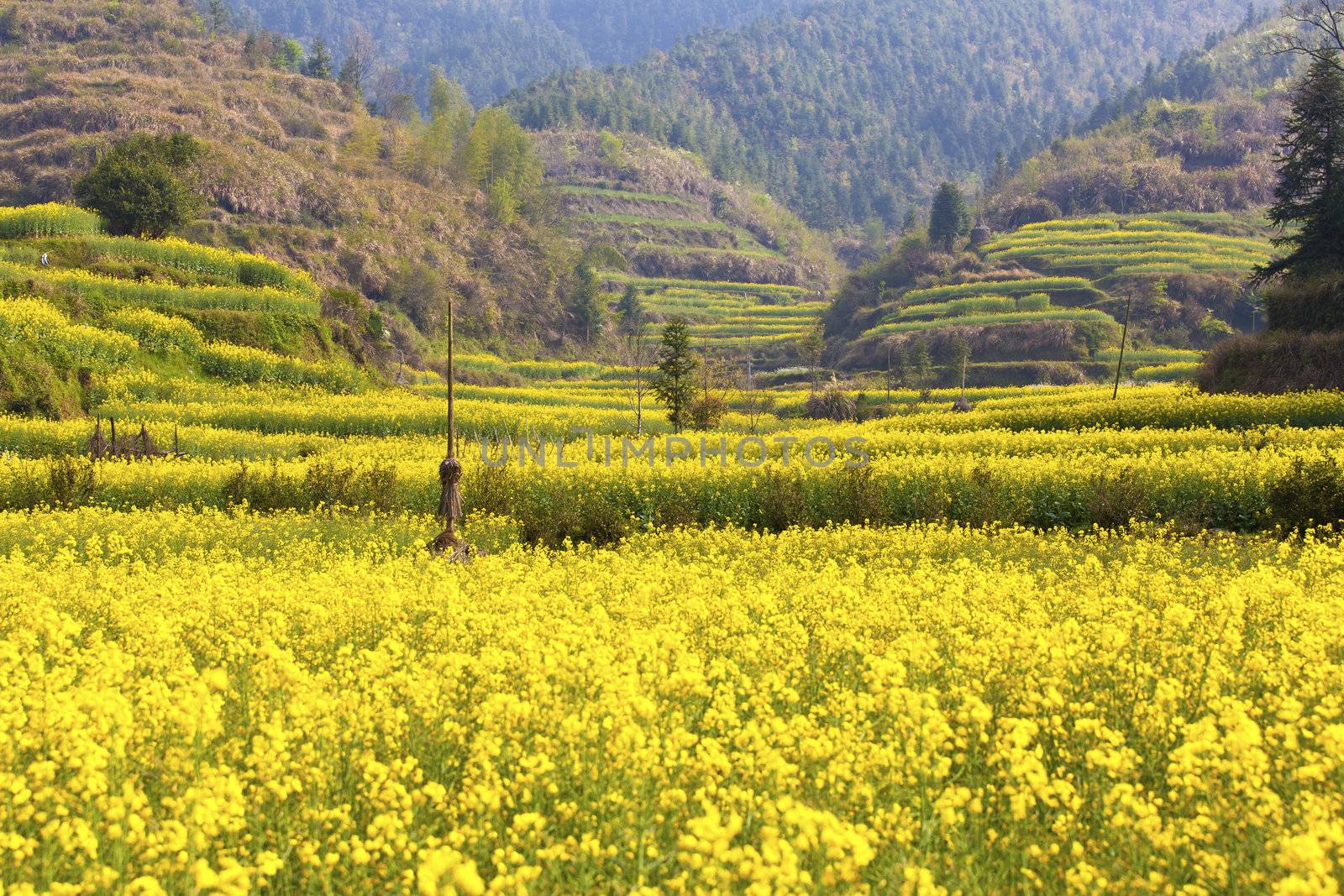 Rape flowers field in spring