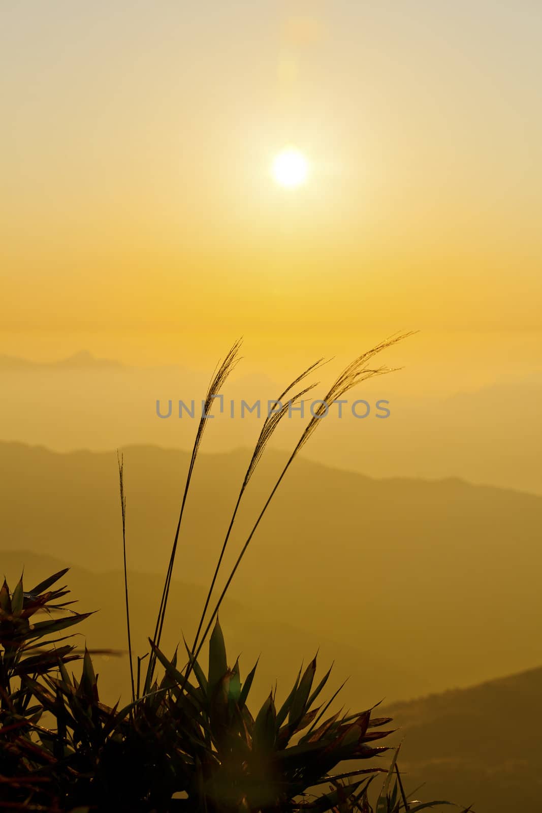 Sunrise wheat by kawing921
