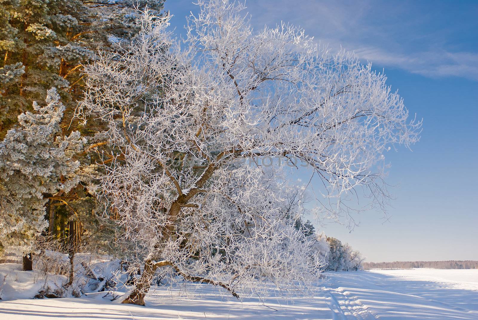 Tree in inei stands by the frozen lake by kosmsos111