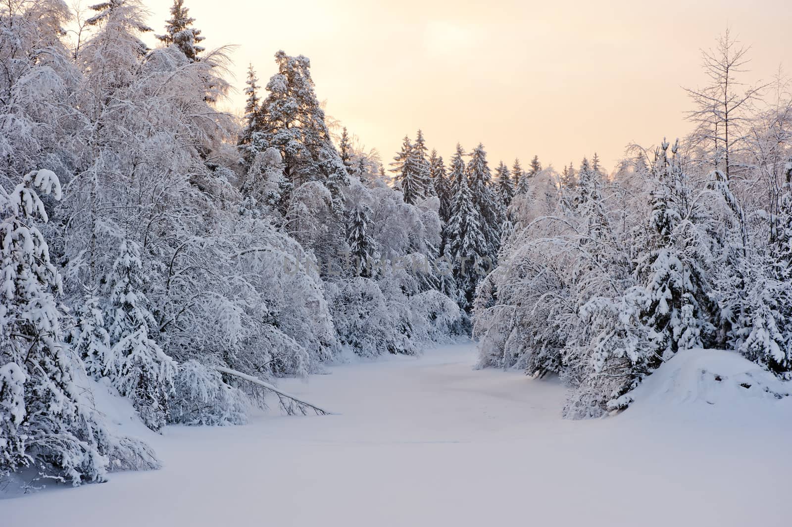 Small forest lake in the snow of the snow-covered fir trees