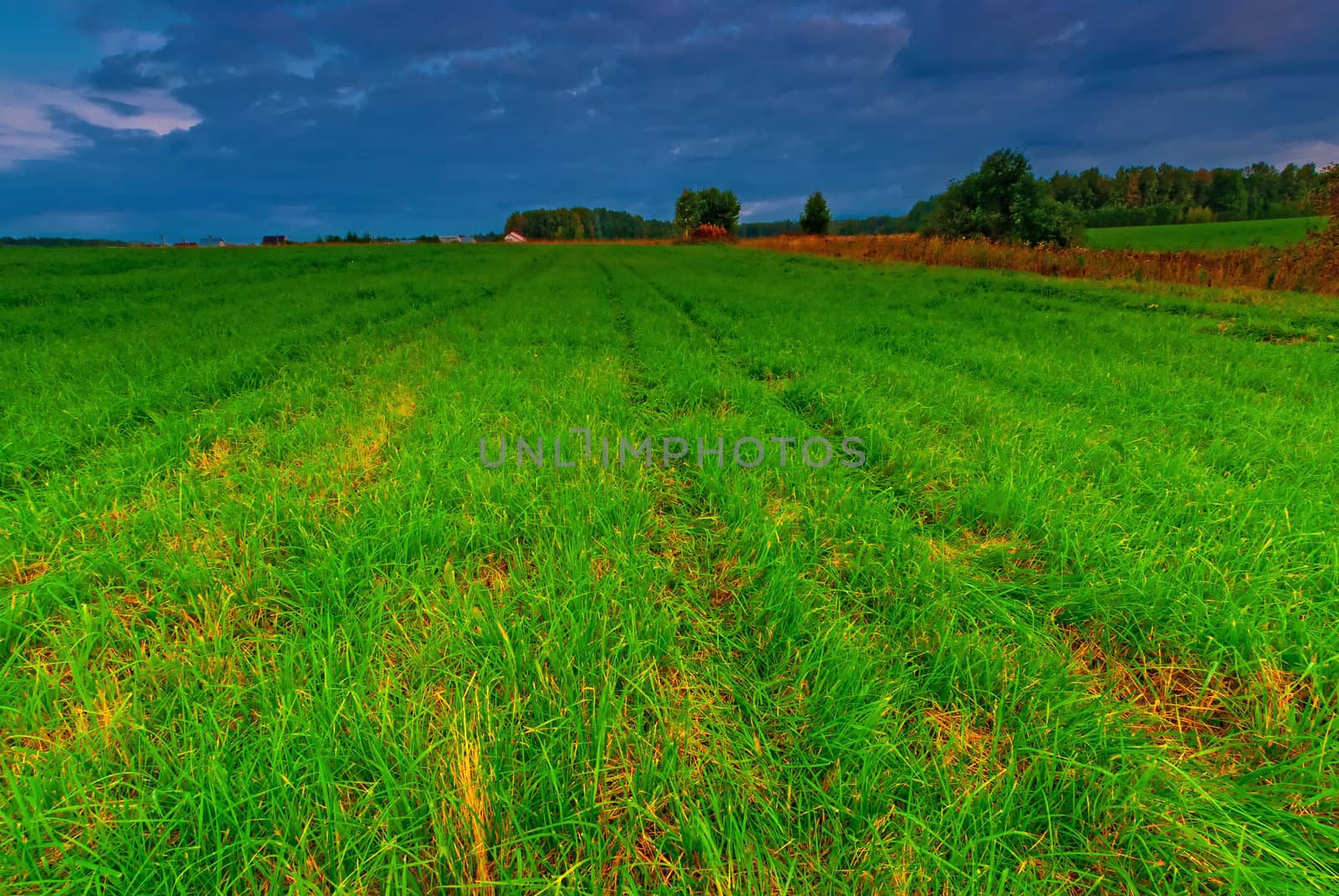 Green grass in a field in the early morning by kosmsos111