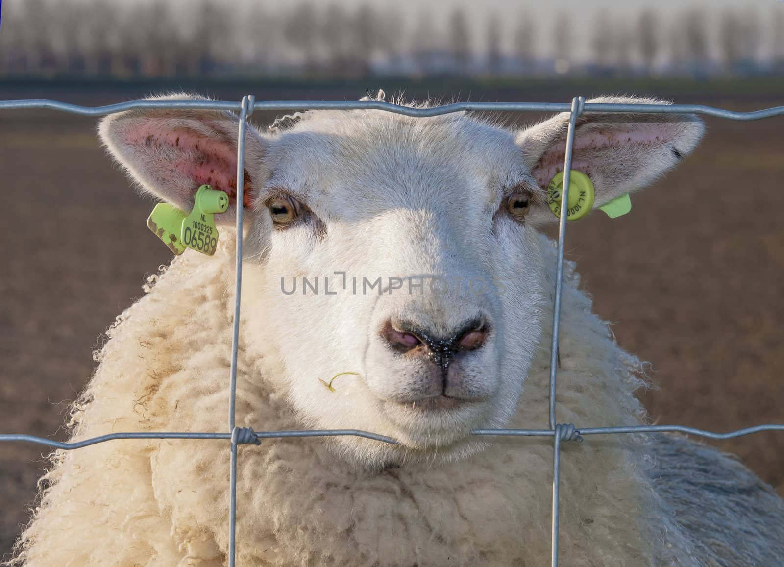 sheep behind fence