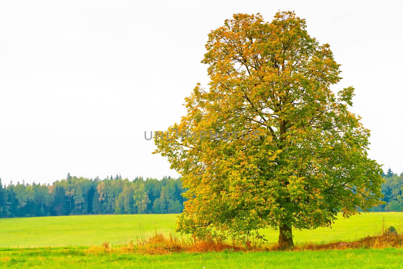 beautiful deciduous tree in a field on a background cloudy sky