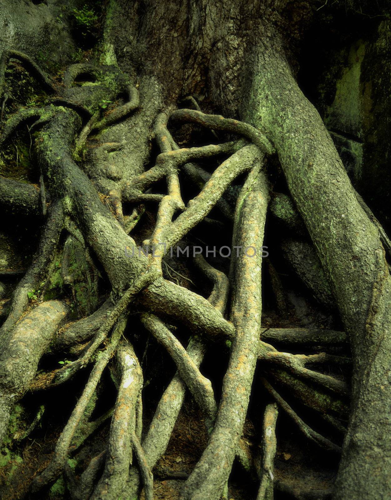 background spooky tree roots intertwined one another